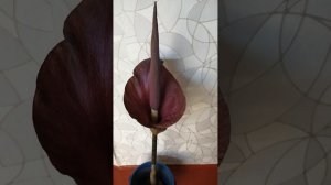 Особенности выращивания Аморфофалуса?