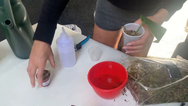 Plant Chores 🍃 exciting things! смотреть онлайн