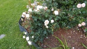 Цветение розы Stephanie Baronin zu Guttenberg июль 2019,Ярославская область