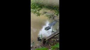 В Индонезии крокодил напал и съел мужчину