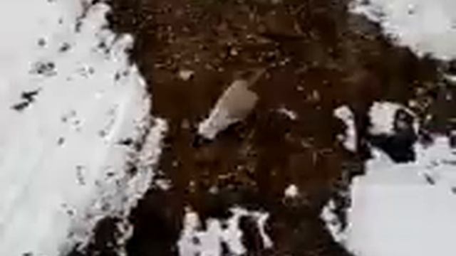Голубь)
