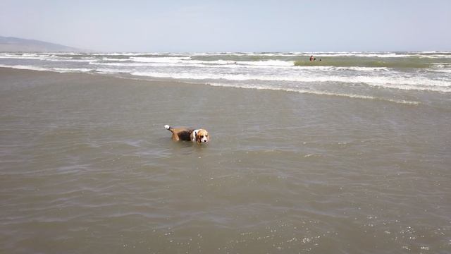 Наша собака в купается в Каспийском море