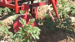 Дисковый окучник для мотоблока. Полевые испытания после настройки