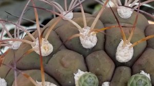 GYMNOCALYCIUM PFLANZII CV. ALBIFLORA CACTUS