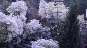 Хвойные, метельчатые гортензии, монарда в композиции сада.