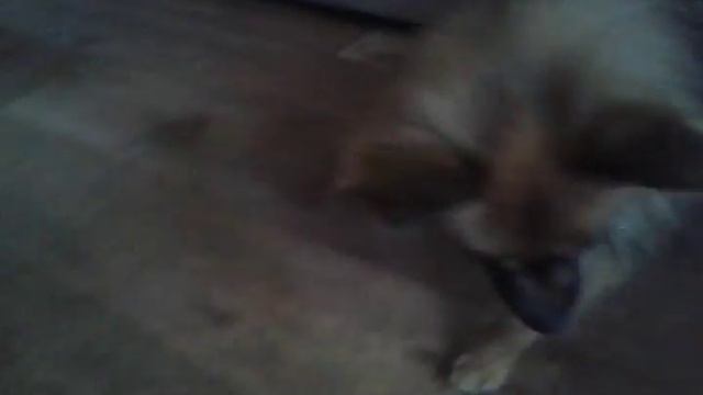 как тренировать собаку смотреть онлайн