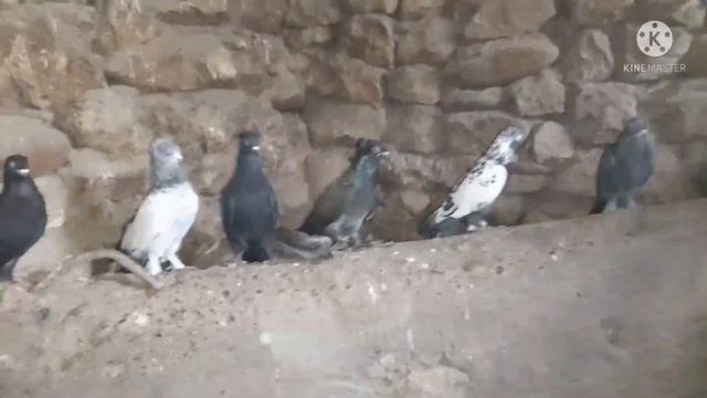 ГОЛУБИ (ЛЁТ И ИГРА и СОКОЛ САПСАН ЗАБРАЛИ ГОЛУБЕЙ ОТ.БРАТА ХУРШЕДА) смотреть онлайн