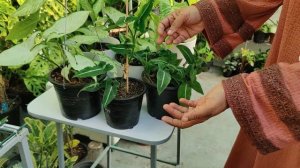 How to care for Syngonium Plant