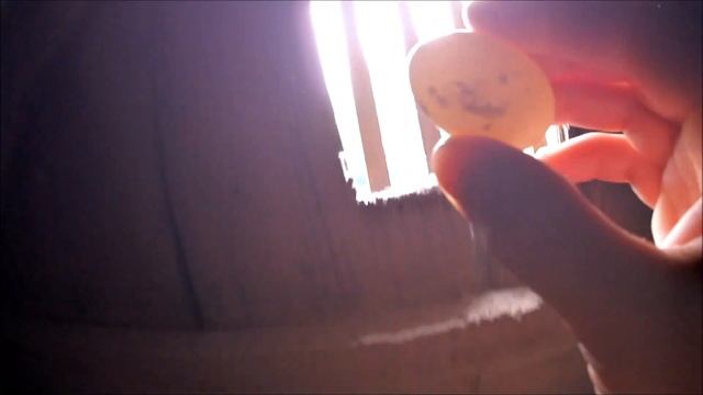 Убираю из гнёзд неоплодотворенные яйца.Как определяю оплод и неоплод яиц у голубей и на какие сутки