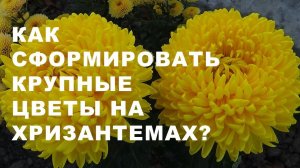 Как правильно провести "зелёные операции" на хризантемах для формирования красивых цветов