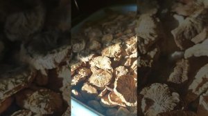 Переработка собранных корнеплодов цикория.