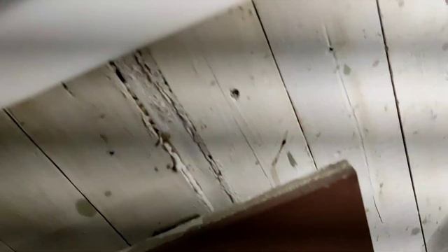 Мой кот сошел с ума. My cat has gone crazy. смотреть онлайн