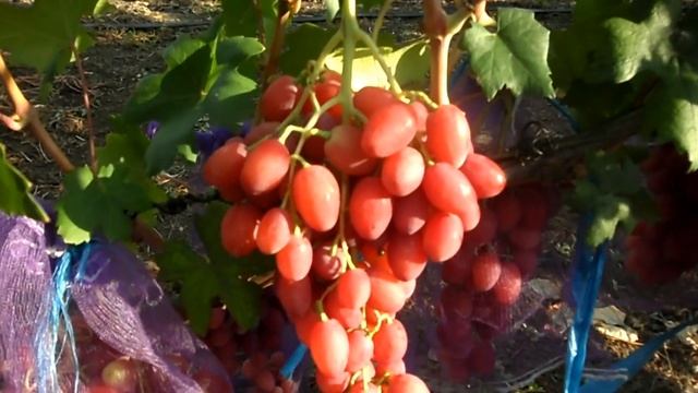 Виноград Анжелика 2019 (Панченко) смотреть онлайн