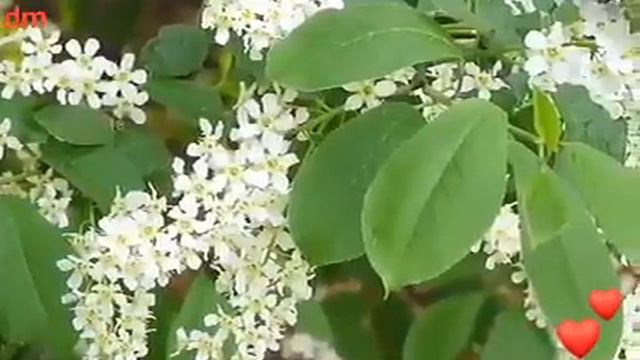 /Красивая песня о любви/ Галина Комиссарова смотреть онлайн