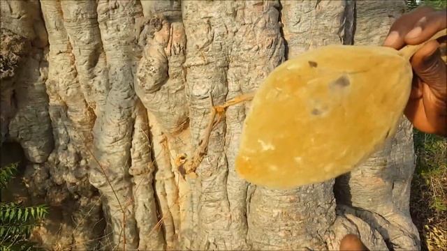 ASMA Adansonia digitata AS 113 смотреть онлайн