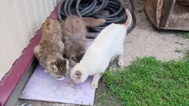Хозяин решил избавиться от котят. Только посмотрите, что он сделал! смотреть онлайн