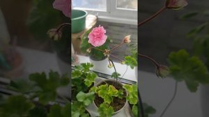 🌺ТА-Марокканская принцесса🌺. Цветёт молодой черенок. Пеларгонии зимуют на подоконнике