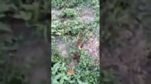 Натаска щенка лайки по кровянному следу. Часть1.