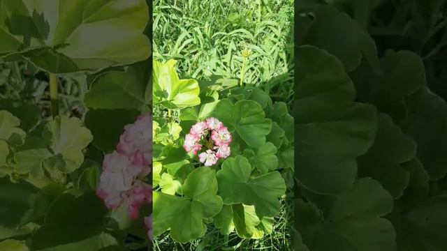 Розебудна Пеларгонія Apple Blossom Rosebud