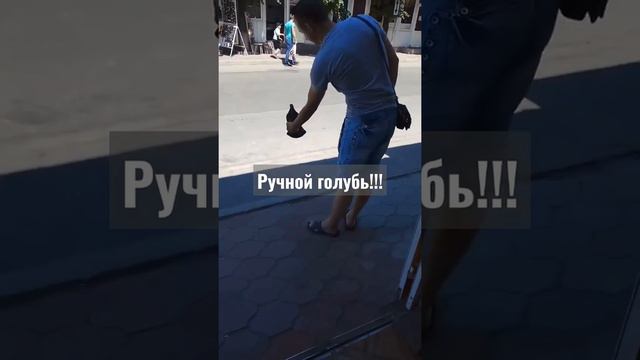 Ручной голубь!!!