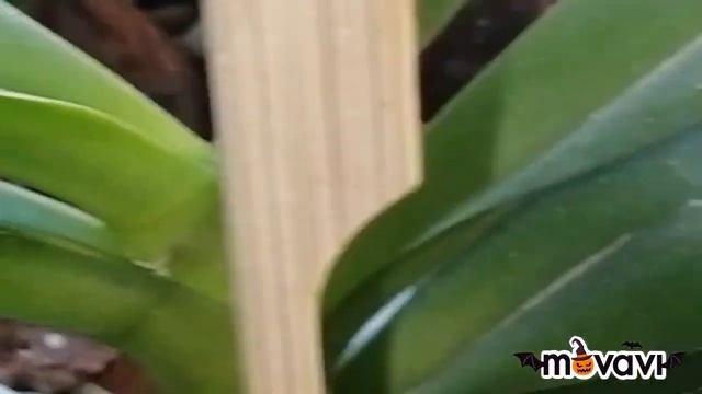 #ОБЗОР орхидей в спальне# смотреть онлайн