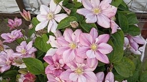 Необычное видео о клематисе . Клематис Инносент Гланс . Clematis Innocent Glance .