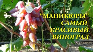 "Маникюры"- самый красивый виноград