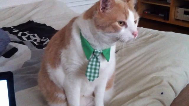 cat with ties eat flower. смотреть онлайн