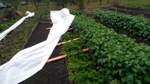 Сохраняем рассаду КЛУБНИКИ в зиму