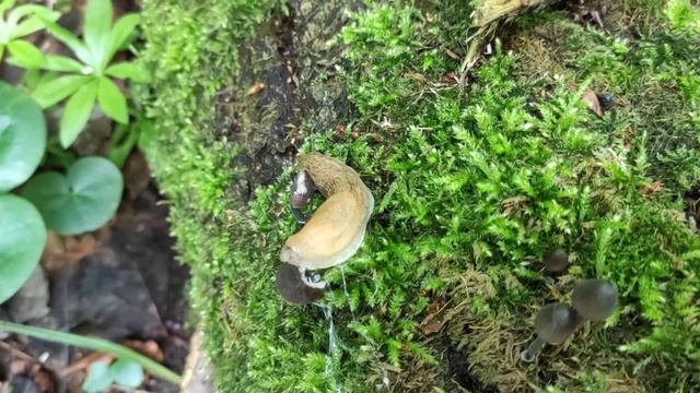 Слизняк ест гриб смотреть онлайн