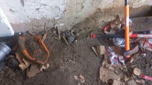 Новости про крыс/Борьба продолжартся