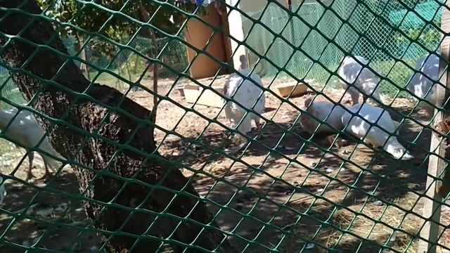 Индюки едят только траву что делать? смотреть онлайн