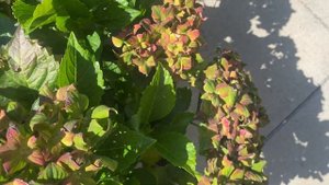 ПОВТОРНОЕ ЦВЕТЕНИЕ КРУПНОЛИСТНЫХ ГОРТЕНЗИЙ В СЕНТЯБРЕ. 06.09.23.