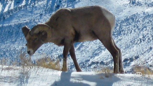 TAILWATER RANCH смотреть онлайн