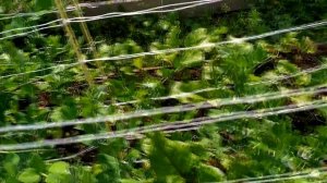 Горох. Обзор сравнение сортов Джесси и Сахарный 2.