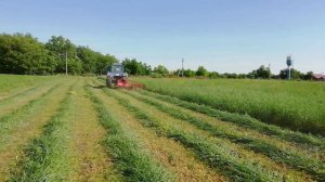 Второй укос сена. Трактор мтз 80, косилка Виракс 1.65. Заготовка сена.