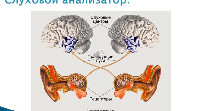 Органы слуха и равновесия. Их анализаторы смотреть онлайн