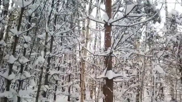 Зимний лес ❄️? смотреть онлайн