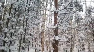 Зимний лес ❄️?