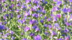 работа пчёл на синяке (08.06.2014г.)