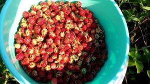 За Клубничкой. Пензенская область, Камешкирский район, село Шаткино.