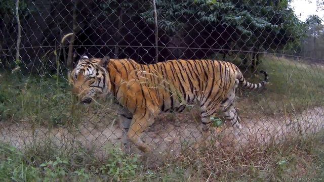 Gitup Git2 pro 4k video review - Ultra HD record @24fps by git2pro action camera - phnom tamao zoo смотреть онлайн