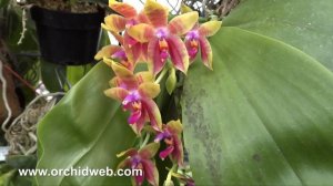 OrchidWeb - Phal. Guadalupe Pineda