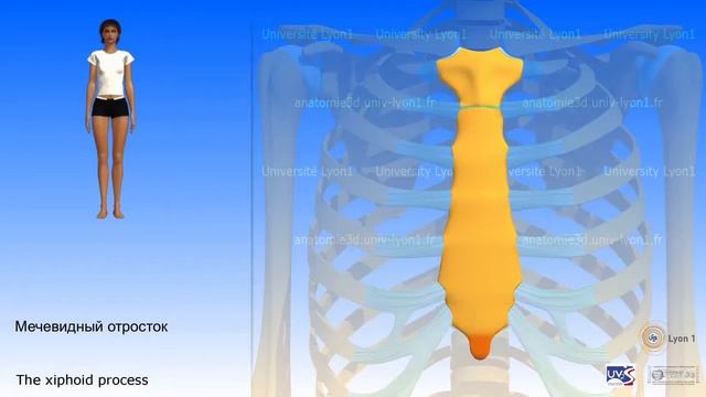 3D анатомия грудины смотреть онлайн