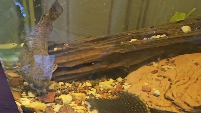 Аквариумные рыбки