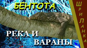 Бентота (Bentota). Шри-Ланка (Sri Lanka). Сафари на лодке.