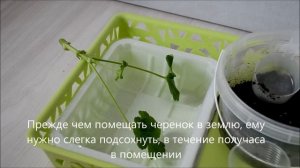 Размножение пеларгонии черенками