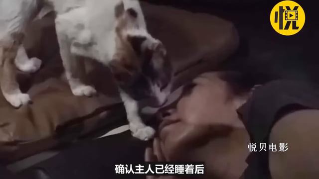 非洲特色美食，50w蚊子制成的肉饼，越吃越香！！【悦贝电影】
