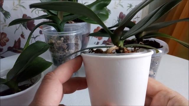 Корни орхидей растут без стимуляторов///Полив двух орхидей в одном горшке/ смотреть онлайн