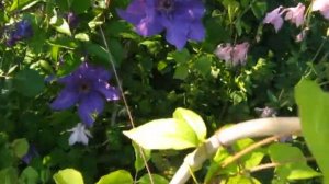 Клематисы в нашем саду Часть 3